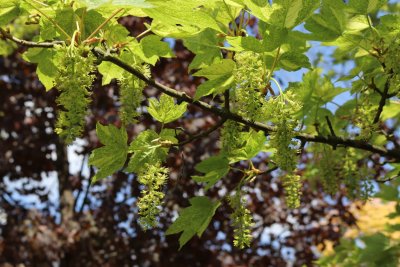 Acer pseudoplatanus 'Leopoldii' - javor horský, klen - květenství na větvi